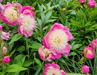 Neville Holt garden beautiful peonies.jpg