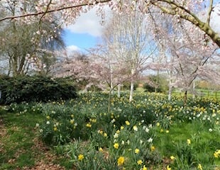 Stoke albany in spring.jpg