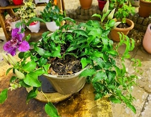 Clematis terniflora