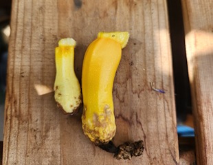 Courgette showing male and female stems 