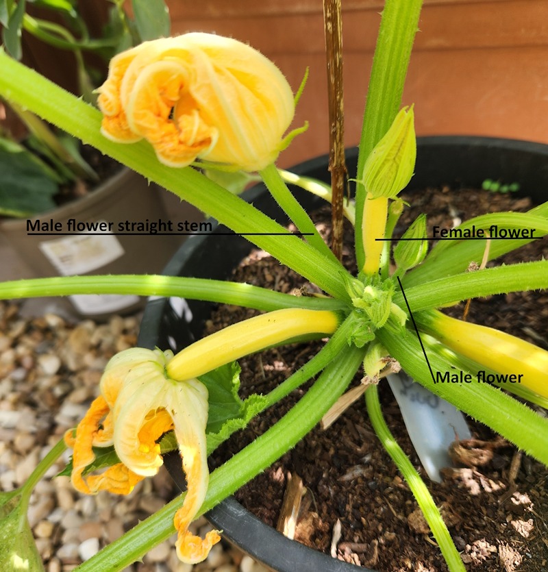 Courgette showing male and female stems 