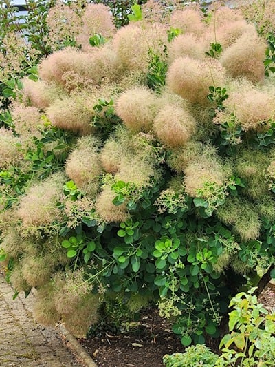 Nicely pruned Cotinus Puffball