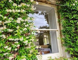 Trachelospermum jasminoides Star Jasmine Growing around a window