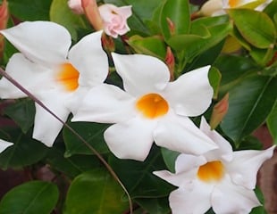 Trachelospermum jasminoides Star Jasmine close up of lovely white flowers