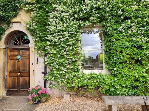 Star jasmine grown across the front of an old building