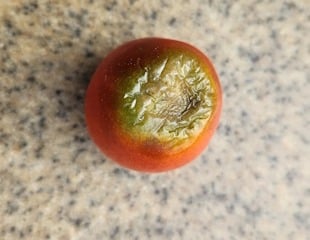 Tomato with blossom end rot