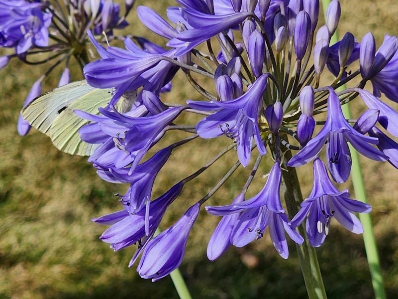 Beautiful blue decidous Agapanthus with butterfly 