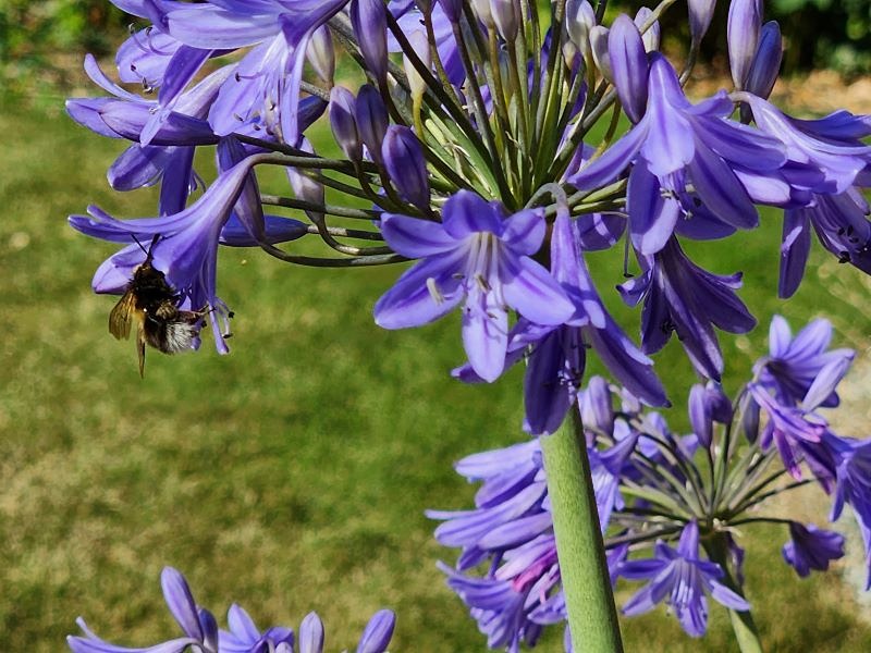 Agapanthus with bee