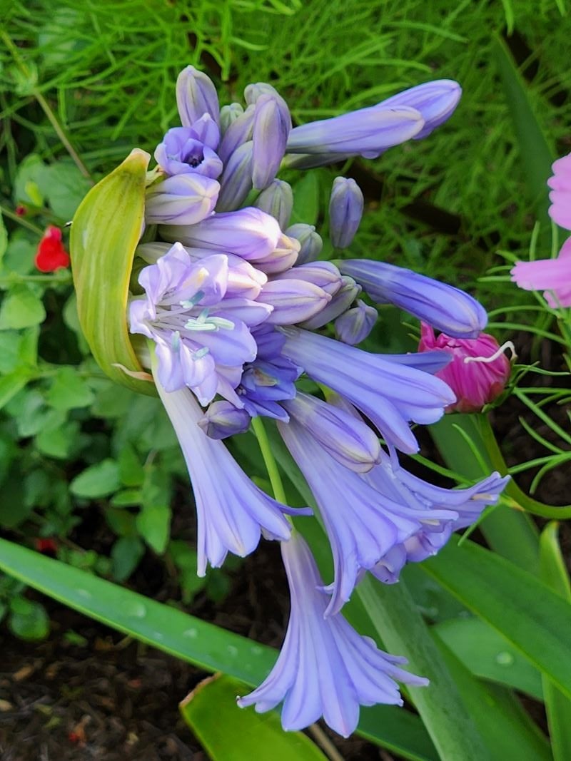 Evergreen agapanthus coming into flower.jpg