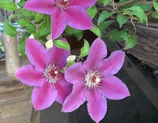 Clematis Paulie Evipo058 close up