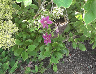 Clematis Paulie Evipo058 in garden setting