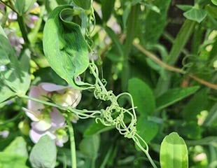 removing tendrills from sweet pea