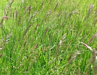 no mow lawn
