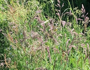 lawn