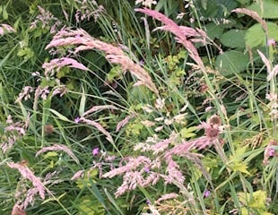 natural garden grasses
