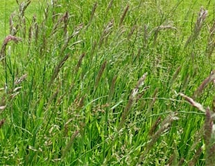 part of my lawn left to grow