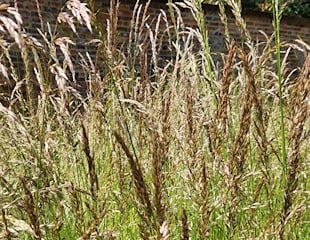 grasses at Kelmarsh garden