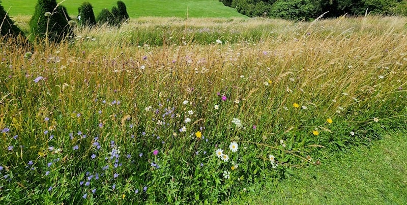 meadow at Easton Walled garden