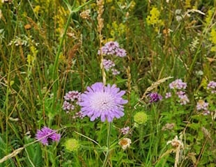 grasses with scabious