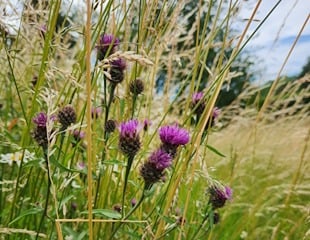 natural grasses with thistle