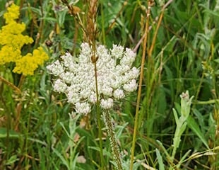 Grass with wild carrot