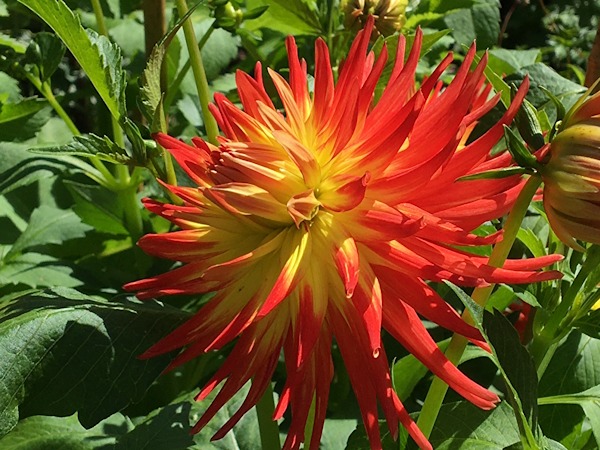 clematis crystal fountain