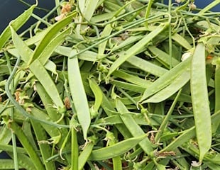Seed pods removed from Everlasting Pea