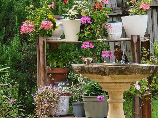 Birdbath with goldfinch, Thrush and Tit