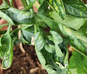 leaf curl on tomatoes caused by drought and high tempreturs