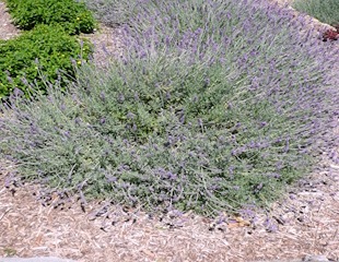 informal lavender