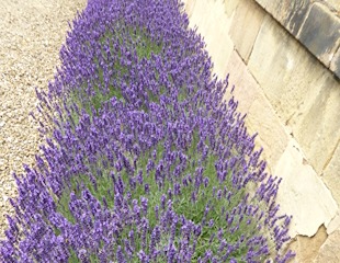 lavender pruned into a neat shape