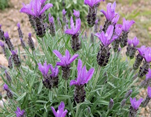 french lavender with fat head blooms lavender stoechas