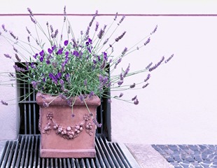 Lavender grows well in containers