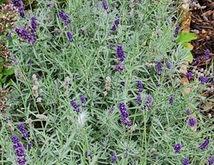 Second flush of flowers on lavender Hidcote