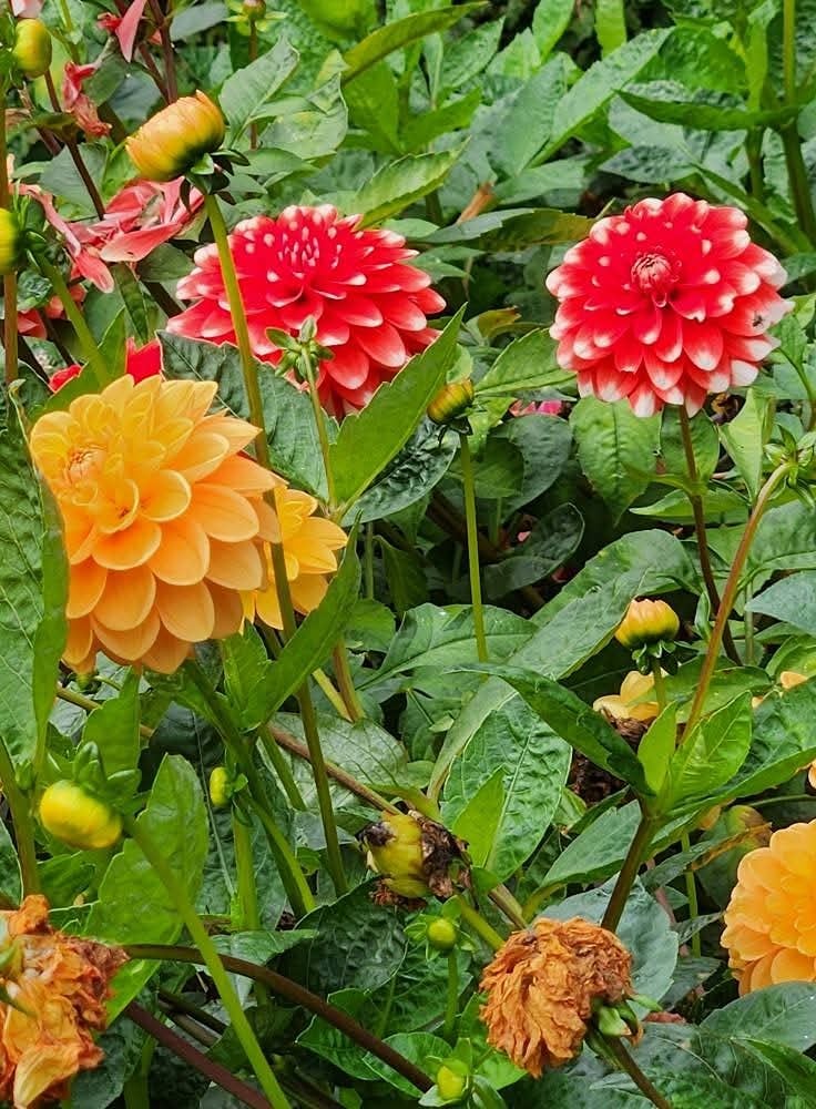 Late blooming dahlias in Nottingham arboretum 