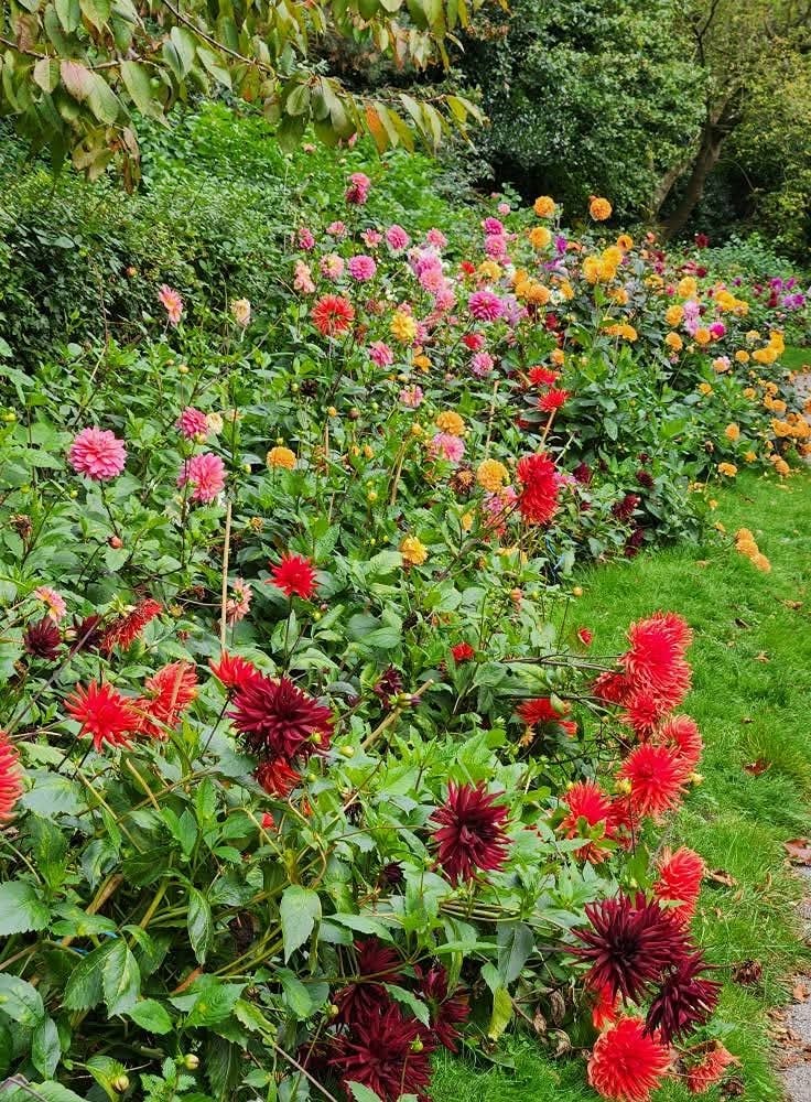 Late blooming dahlias in Nottingham arboretum 