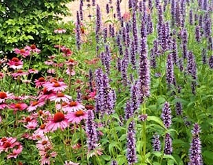 Great bee friendly planting combination Agastache and Echinacea