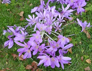 Autumn Crocus in full bloom