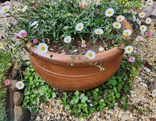 Erigeron taken 15.06 310.jpg