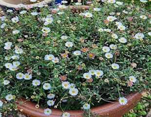 Erigeron taken 15.10 310.jpg