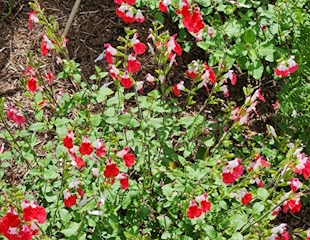 Salvia Hot lips taken 18.06. 310.jpg