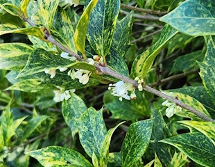 Osmanthus Heterophyllus 310 2.jpg