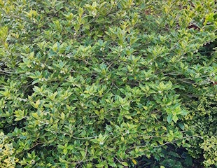 Osmanthus Heterophyllus 310.jpg
