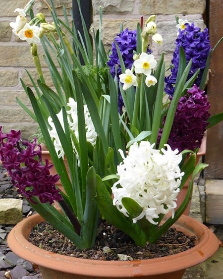 Colourful spring bulbs growing in old compost