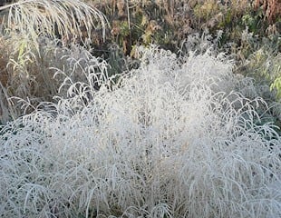 Ornamental grasses with frost for winter interest in UK gardens