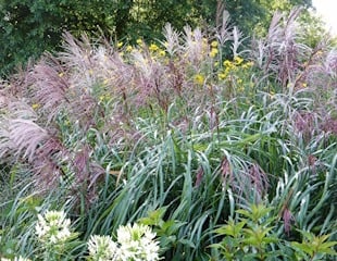 Decorative Miscanthus nepalensis ornamental grass with summer daisies in a garden