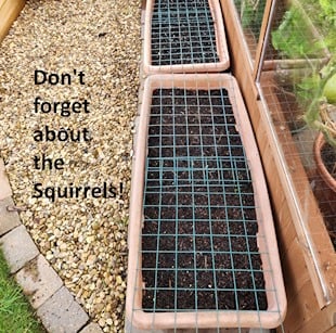 spring bulbs with squirrel protection