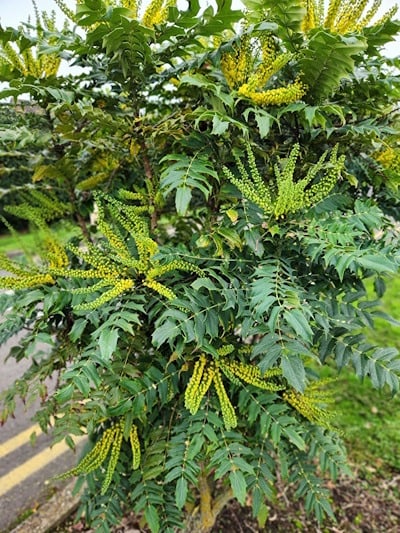 Mahonia in early bloom with lots of flowers