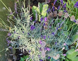 Lavender angustifolia still in flower early November
