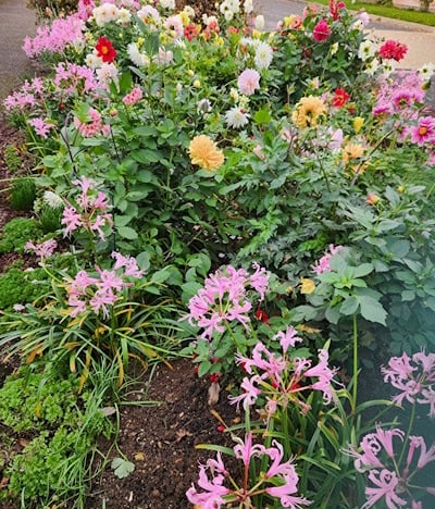 Late blooming dahlias in Nottingham arboretum